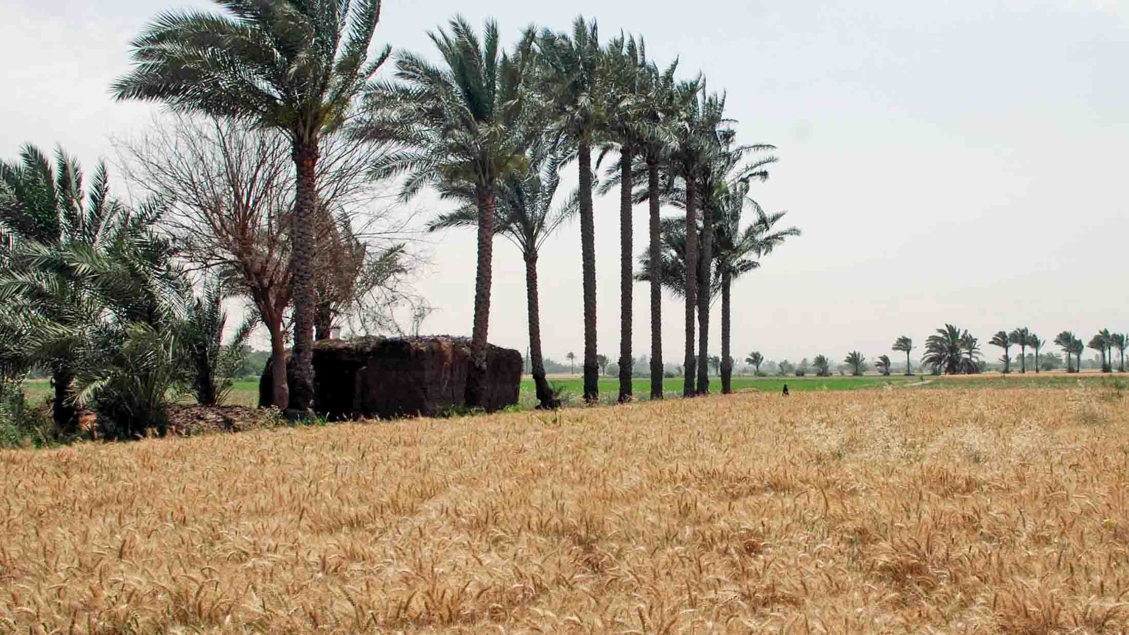 توريد 95 طن من القمح في الوادي الجديد