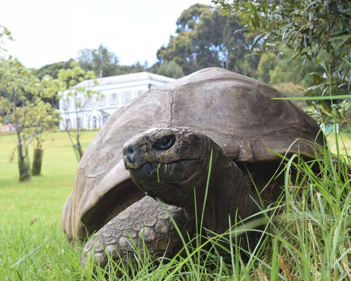 Jonathan the Tortoise Survives Death Hoax
