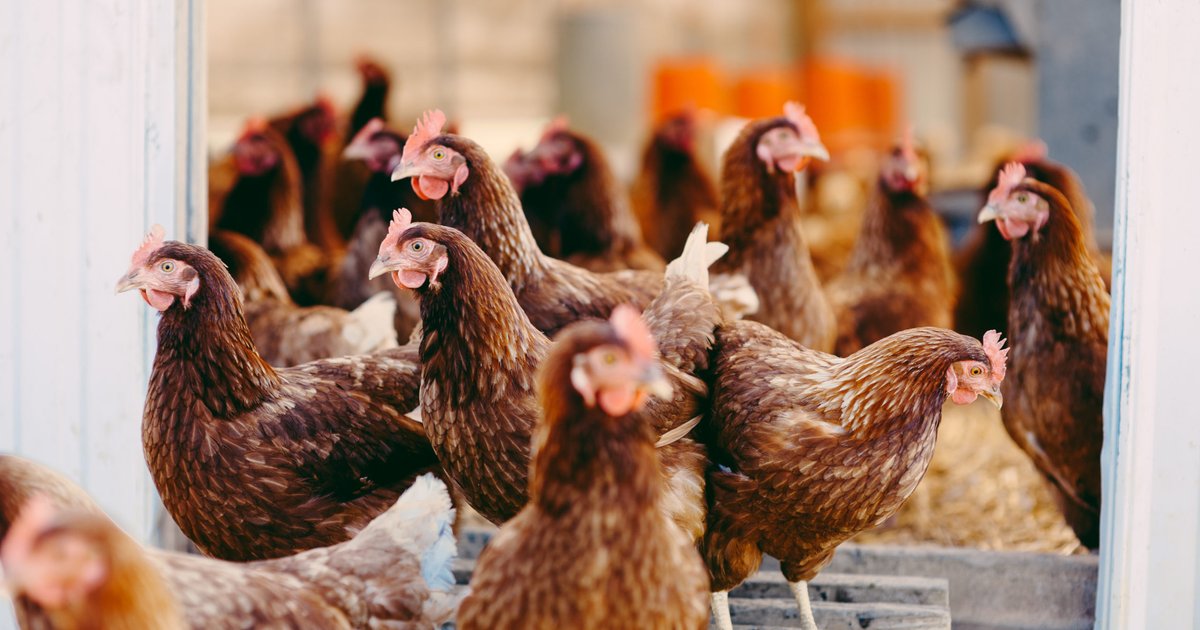 ਮਿਸਰ ਵਿੱਚ ਫਰਾਹ ਦੀਆਂ ਕੀਮਤਾਂ ਵਿੱਚ ਕਮੀ 2026