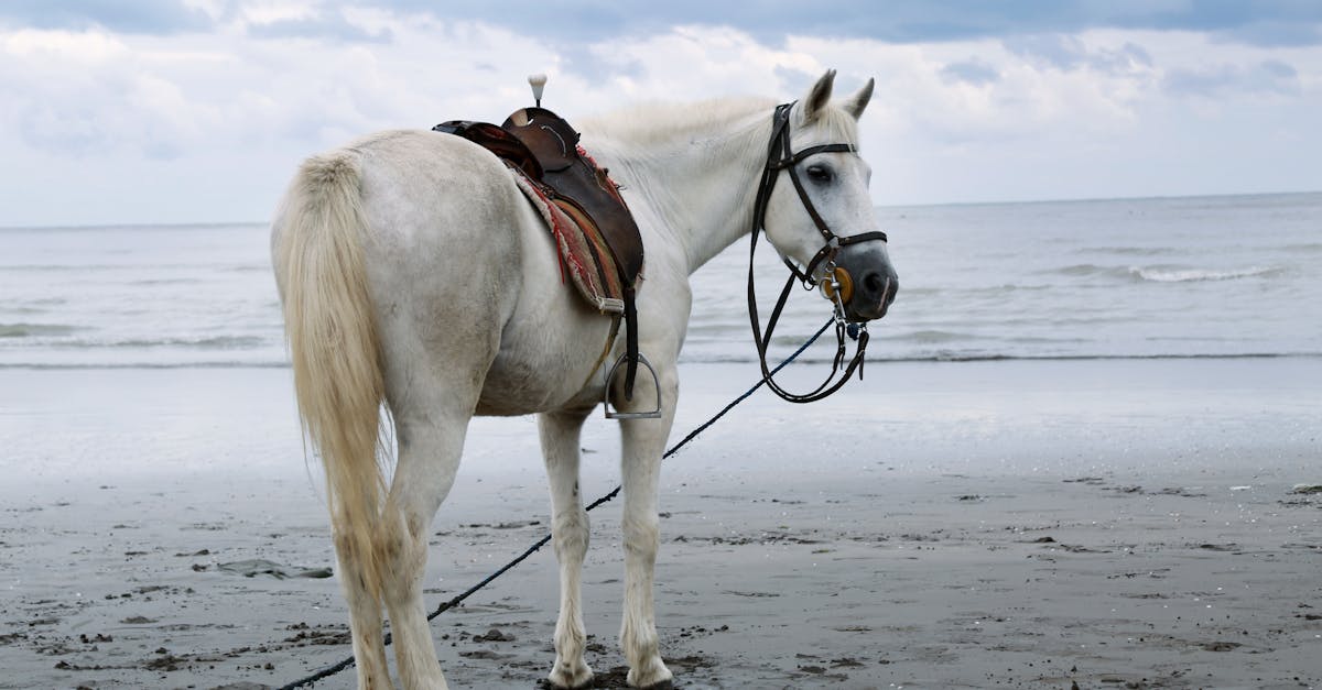 Conclude Kahila Championship for Arabian Horse Beauty