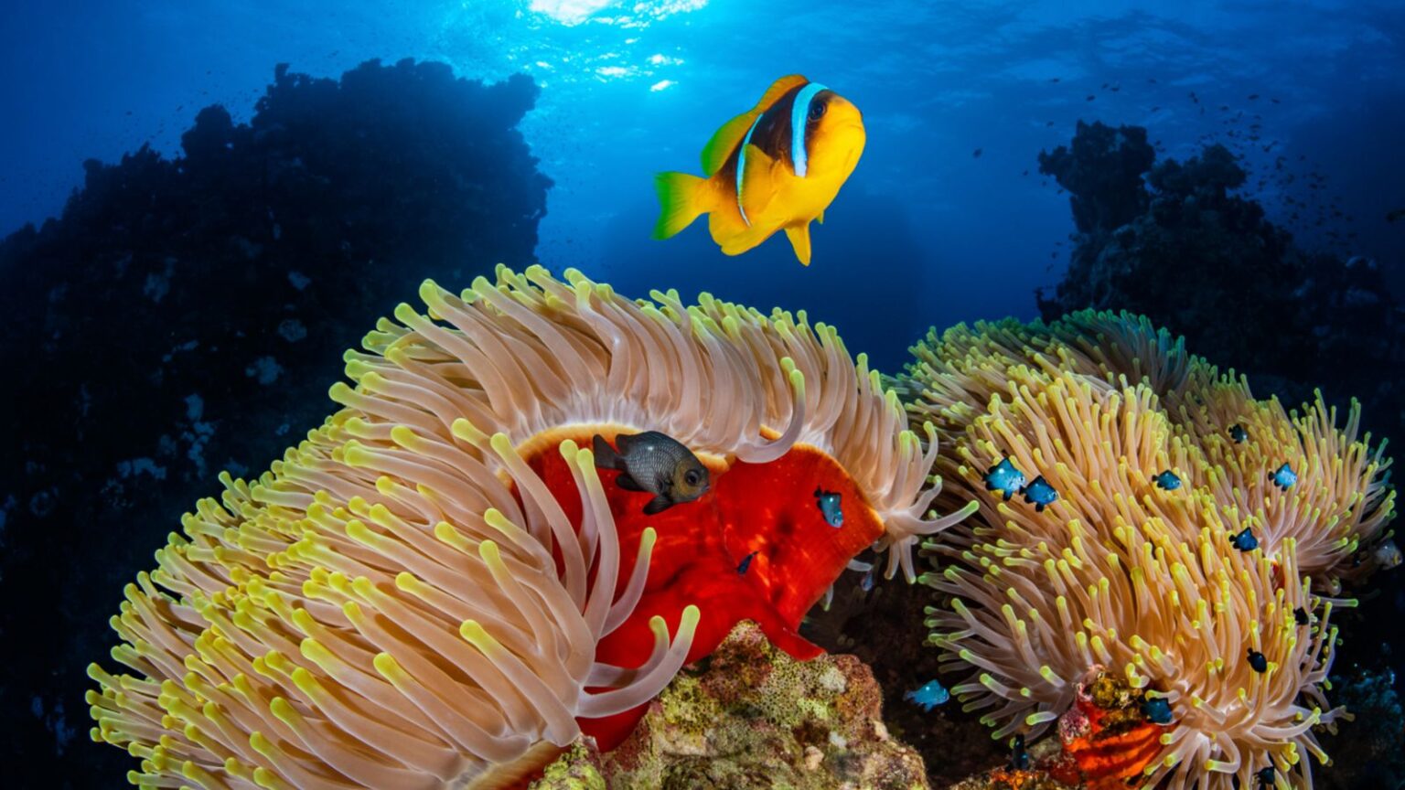 Coraux de la mer Rouge : source de médicaments modernes