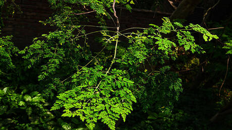 المورينغا كحل لمشكلة تلوث المياه البلاستيكية