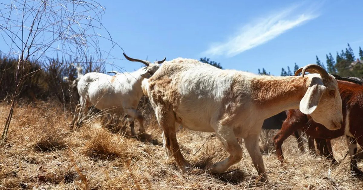 Livestock Biosecurity Project in Oman