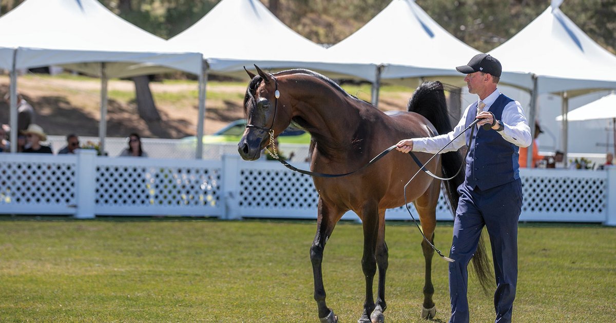 نجاح بطولة كأس الإمارات العالمي للخيل العربية