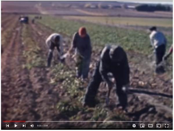 كفر الشيخ تتصدر زراعة بنجر السكر في مصر