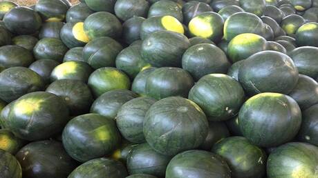 حقيقة البطيخ المسرطن في مصر: توضيحات رسمية