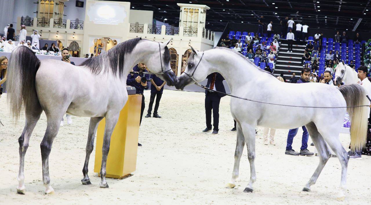 Internationale Araberpferde-Meisterschaft 2023 in Dubai