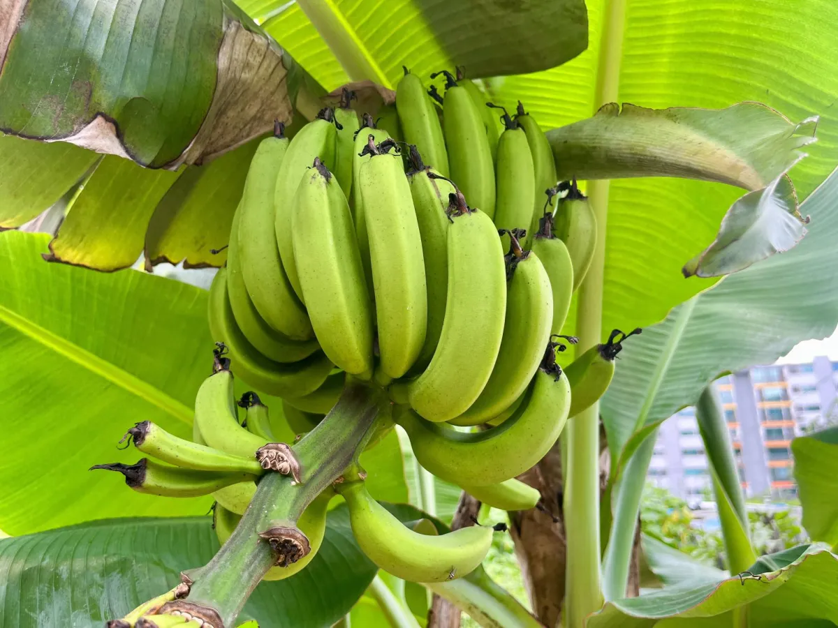 تناول الموز يومياً: الكمية المثلى لتجنب الأضرار الصحية