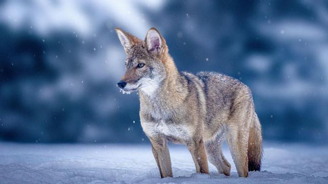 Controverse légale sur la capture d'un loup en France