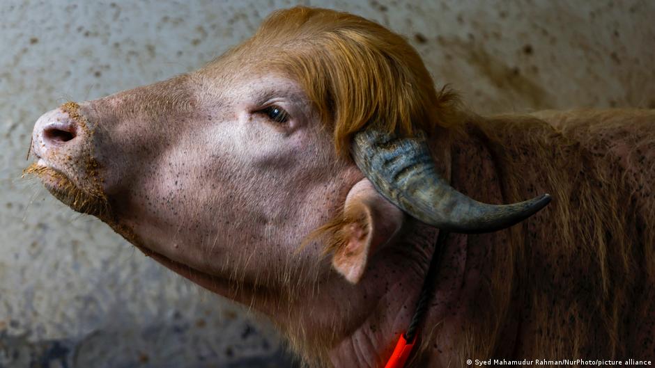 Bengalische Kuh gerettet und zur Attraktion im Zoo gemacht