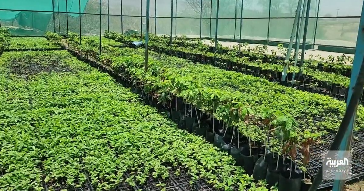 Augmentation des ventes de pépinières à Médine grâce aux pluies