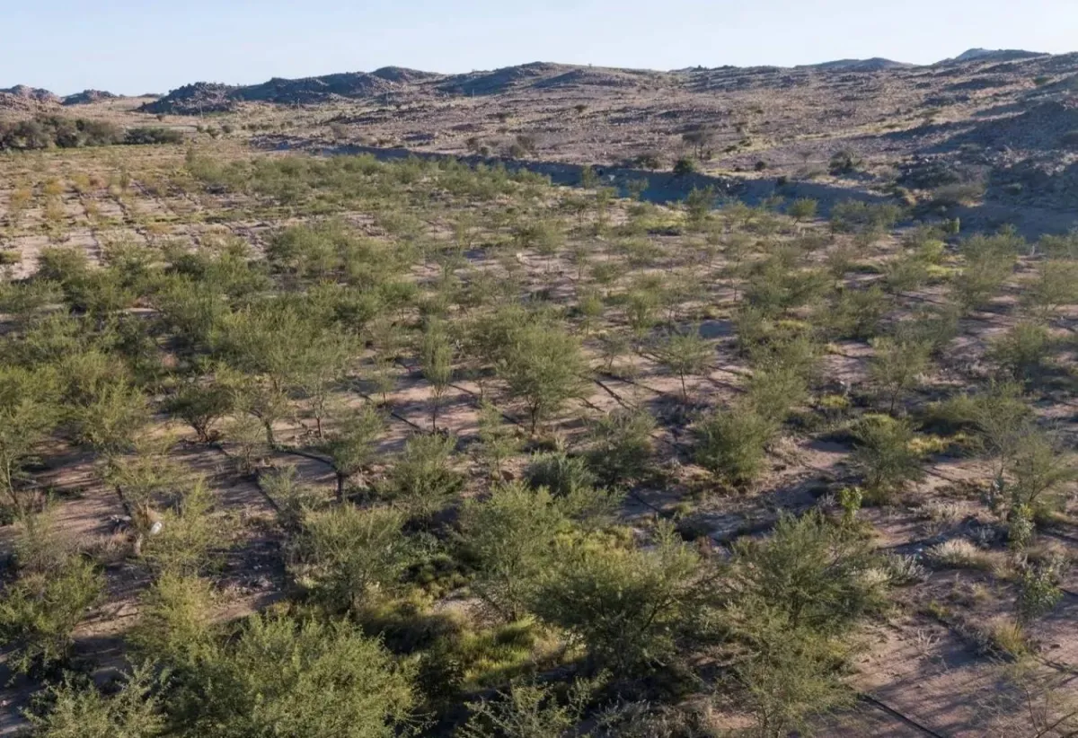 السعودية تعيد تأهيل مليون هكتار من الأراضي