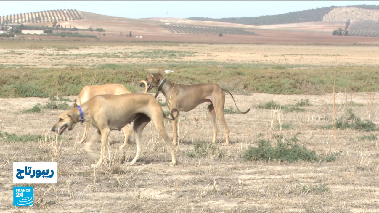 تونس تسعى للحفاظ على سلالة الكلاب السلوقي الأصيلة