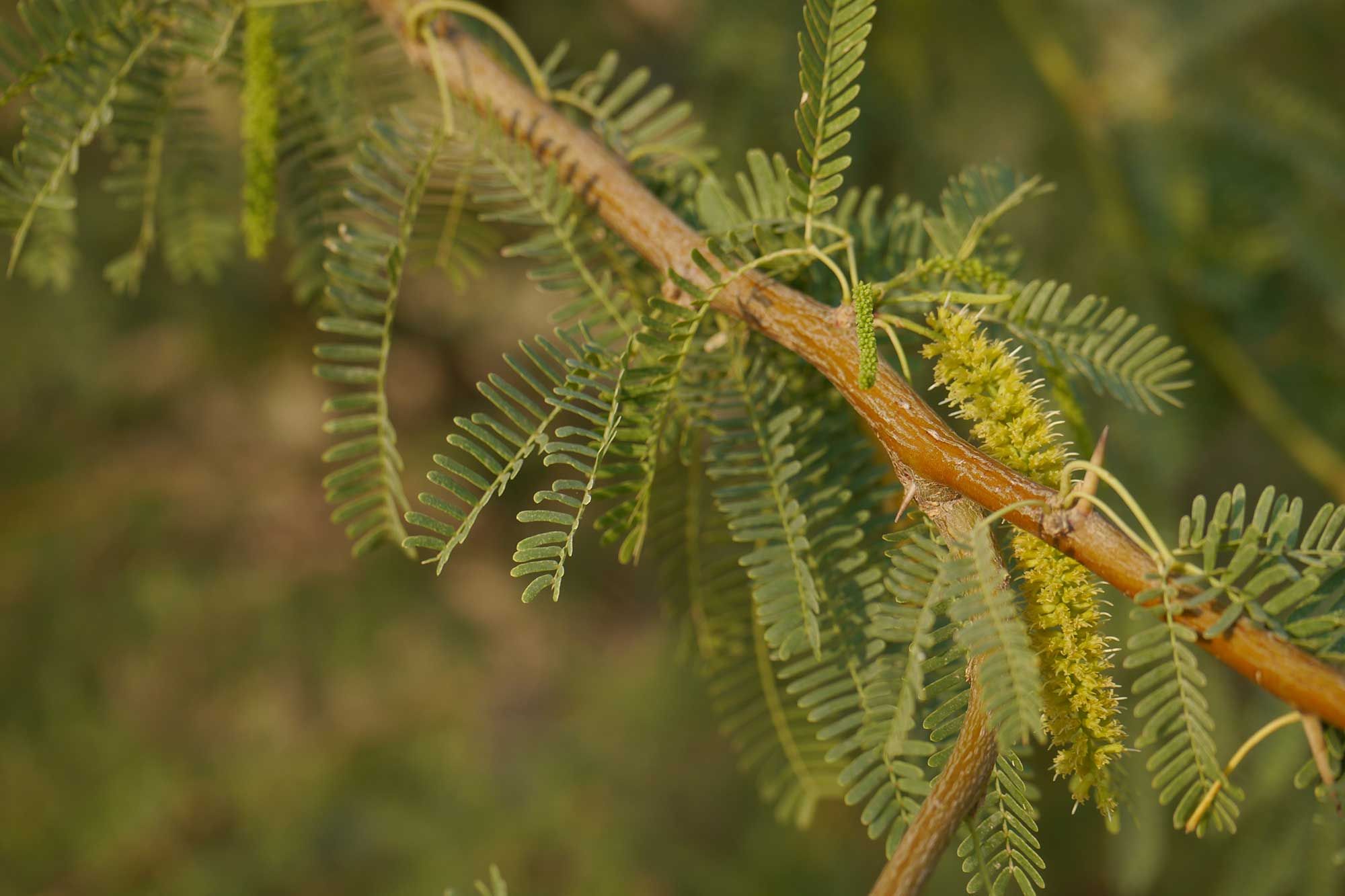 مشروع إماراتي لتحويل شجرة الغاف إلى غذاء صحي