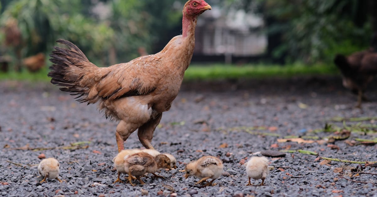 أسعار الفراخ في مصر اليوم 25 أبريل 2026