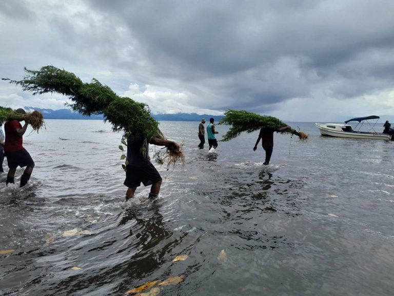إندونيسيا تكشف عن قضايا مخدرات في بابوا