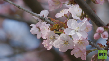 حديقة تسيتسين اليابانية: جمال الساكورا في موسكو