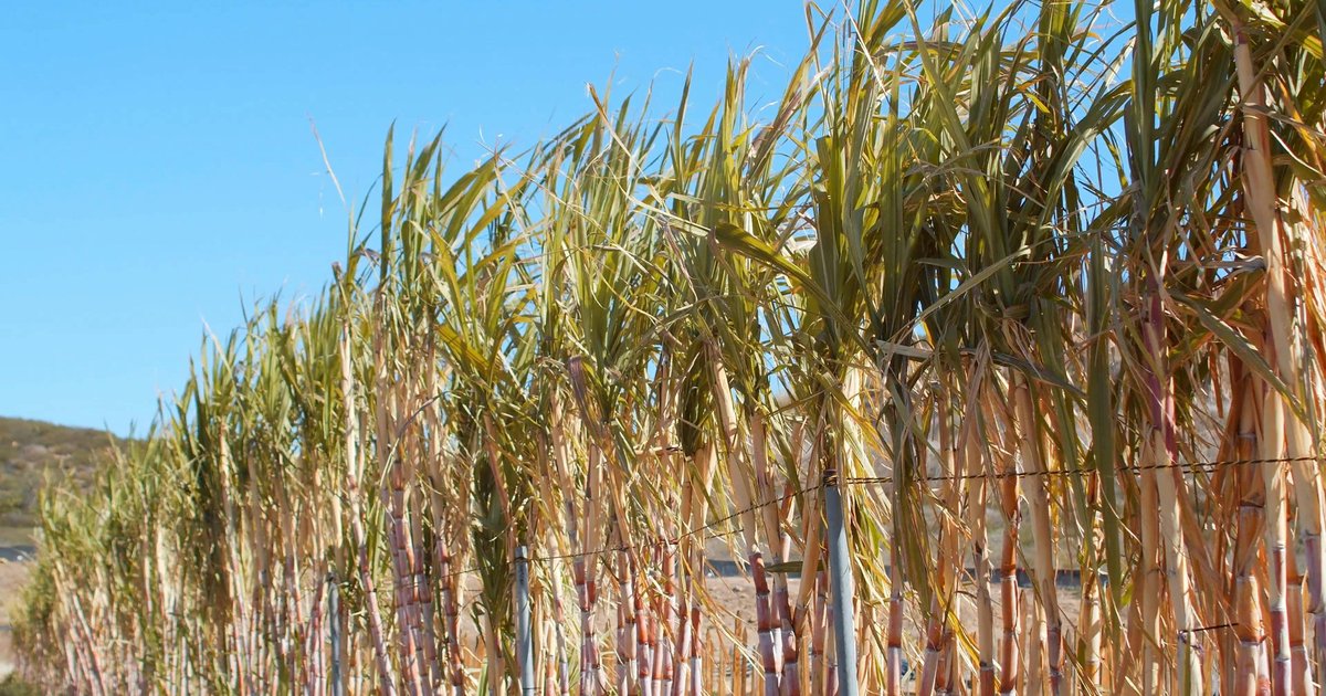 Approvisionnement en canne à sucre pour les usines d'Ermène