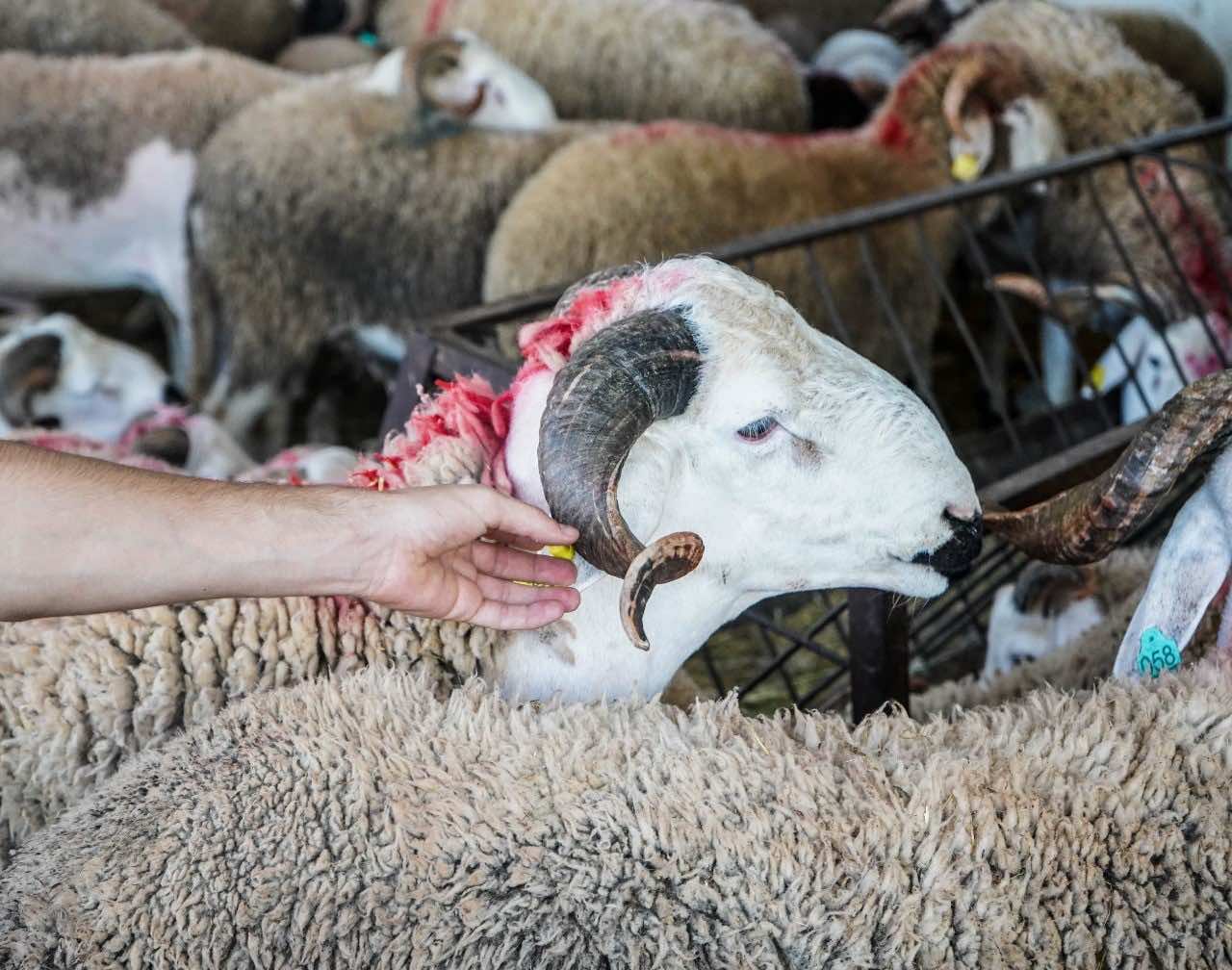 Campagne Aïd al-Adha pour les normes sanitaires à Jumum