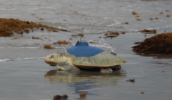 Suivre une tortue Kemp Ridley par satellite