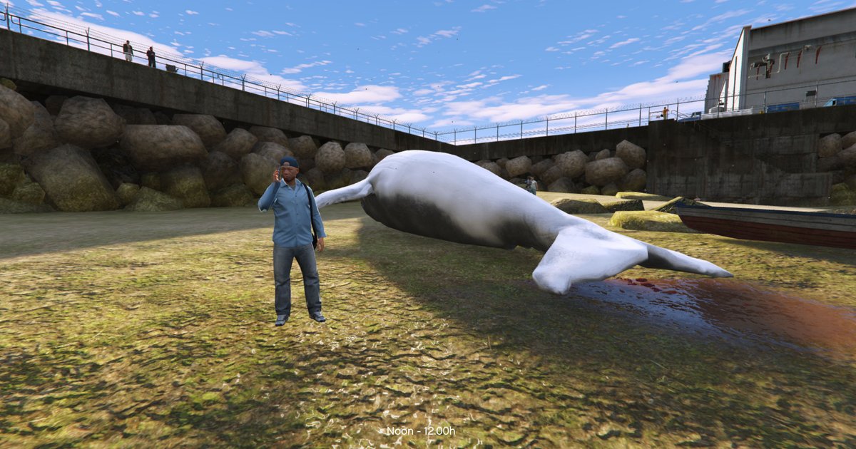 Baleine à bosse échouée au large de l'Allemagne