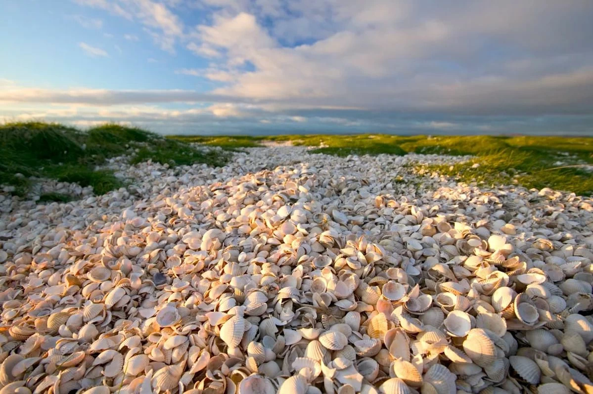 اكتشاف جزيرة فريدة من مخلفات الطعام في المحيط الهادئ
