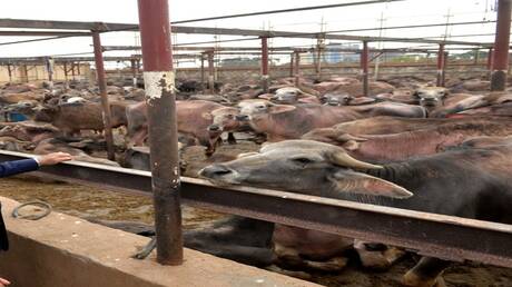 Erscheinen des "Trump-Bisons" in ägyptischem Dorf