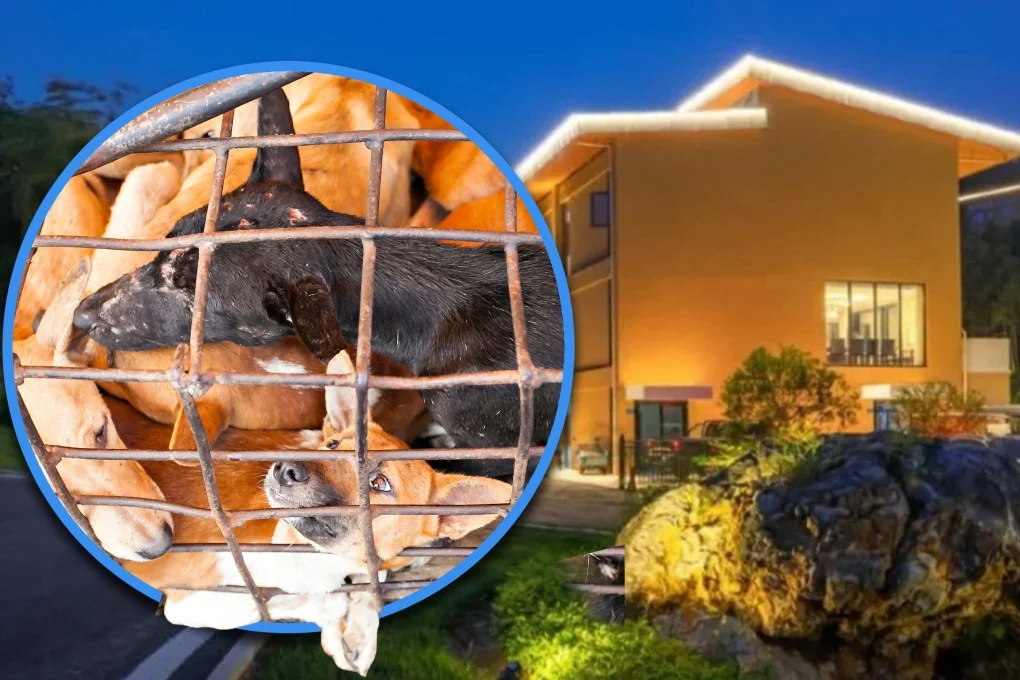 غضب شعبي بعد توصية فندق بتناول لحم الكلاب