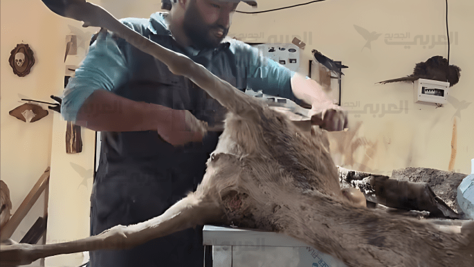 إسلام العنقاوي: تحنيط الحيوانات لفهم طبيعة الجزائر