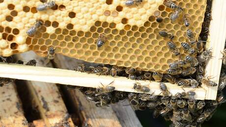 Impact of Bee Extinction on Food Security and Economy