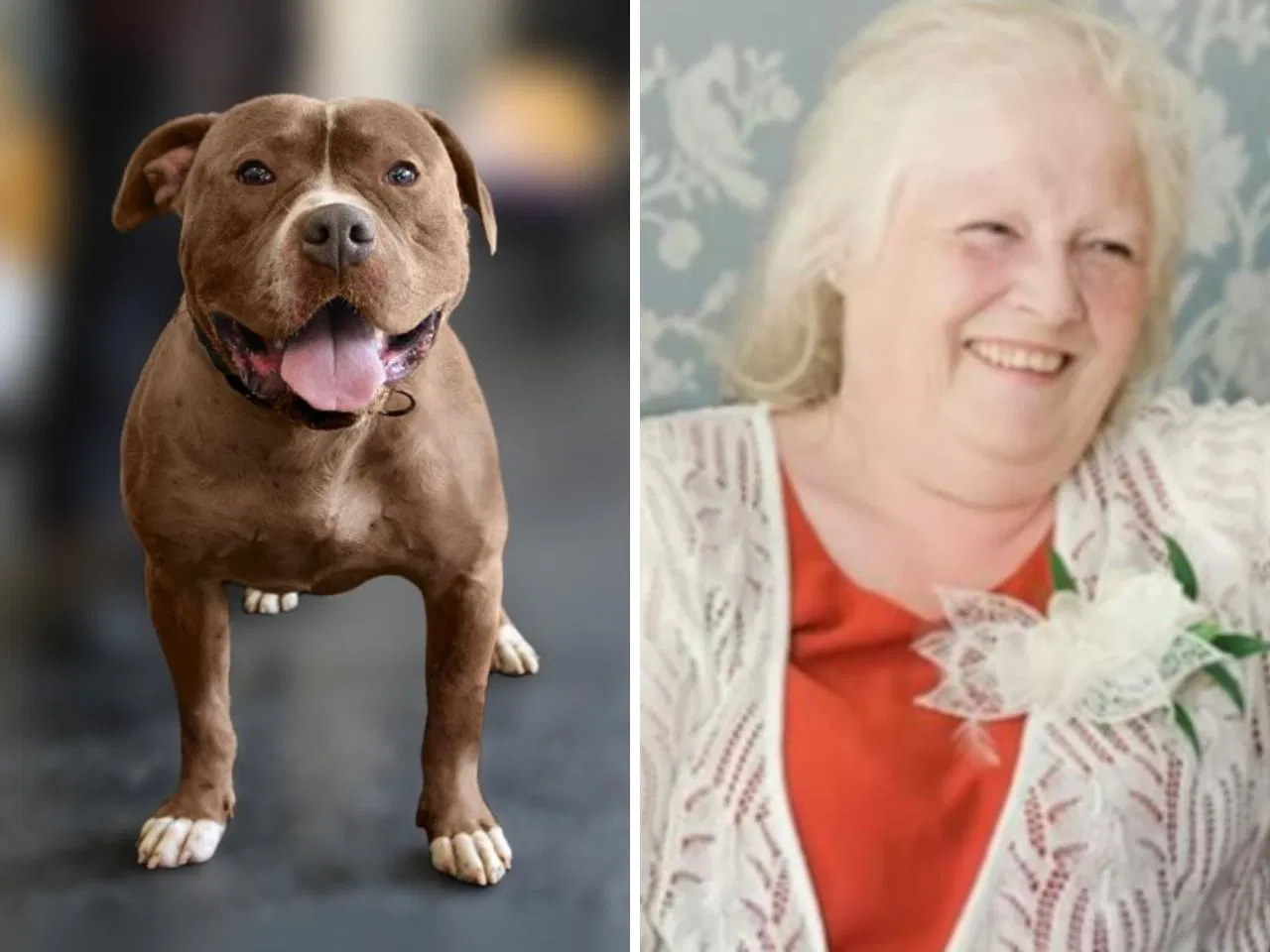 Increase in Dog Attack Incidents in the UK