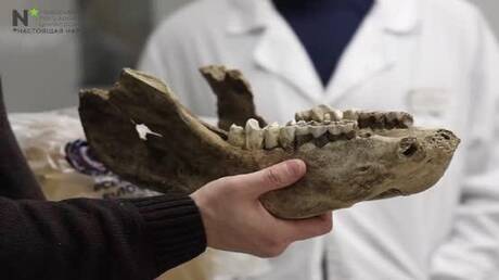 CT-Scanning von Wollhaarnashorn-Kiefern in Sibirien