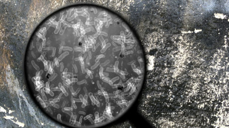 Warnungen vor Anthrax-Bakterien im amerikanischen Boden