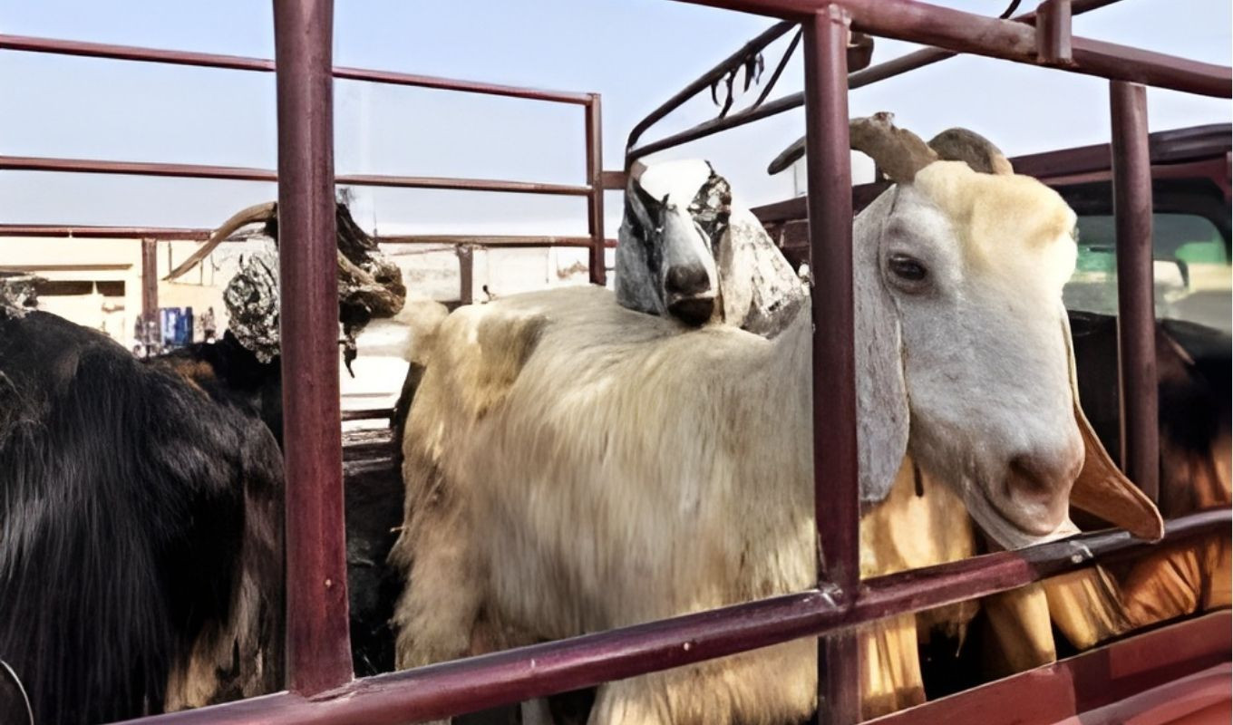 L'Indonésie renforce sa production de viande par importation