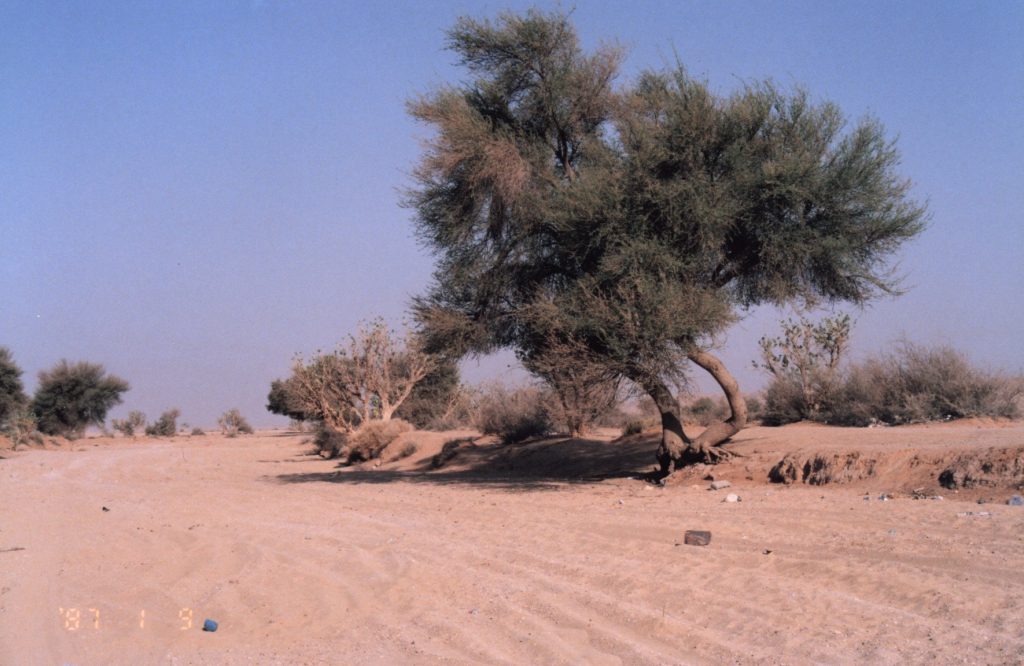 نبات الجعدة وأهميته في الحدود الشمالية