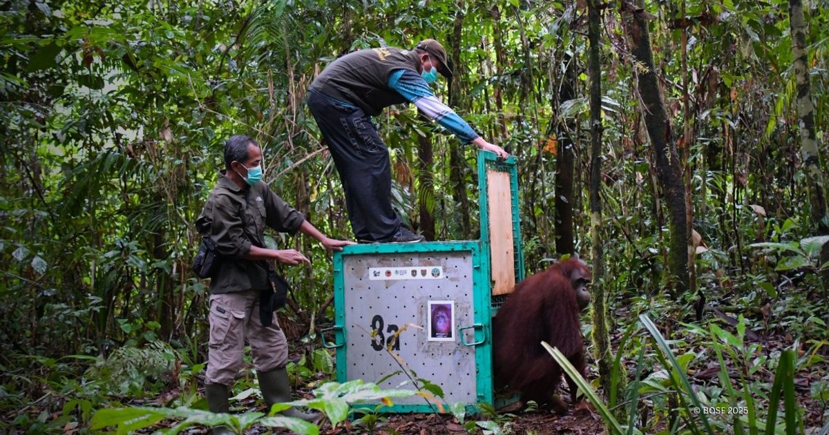 تعاون ياباني إندونيسي لحماية orangutan المهدد بالانقراض