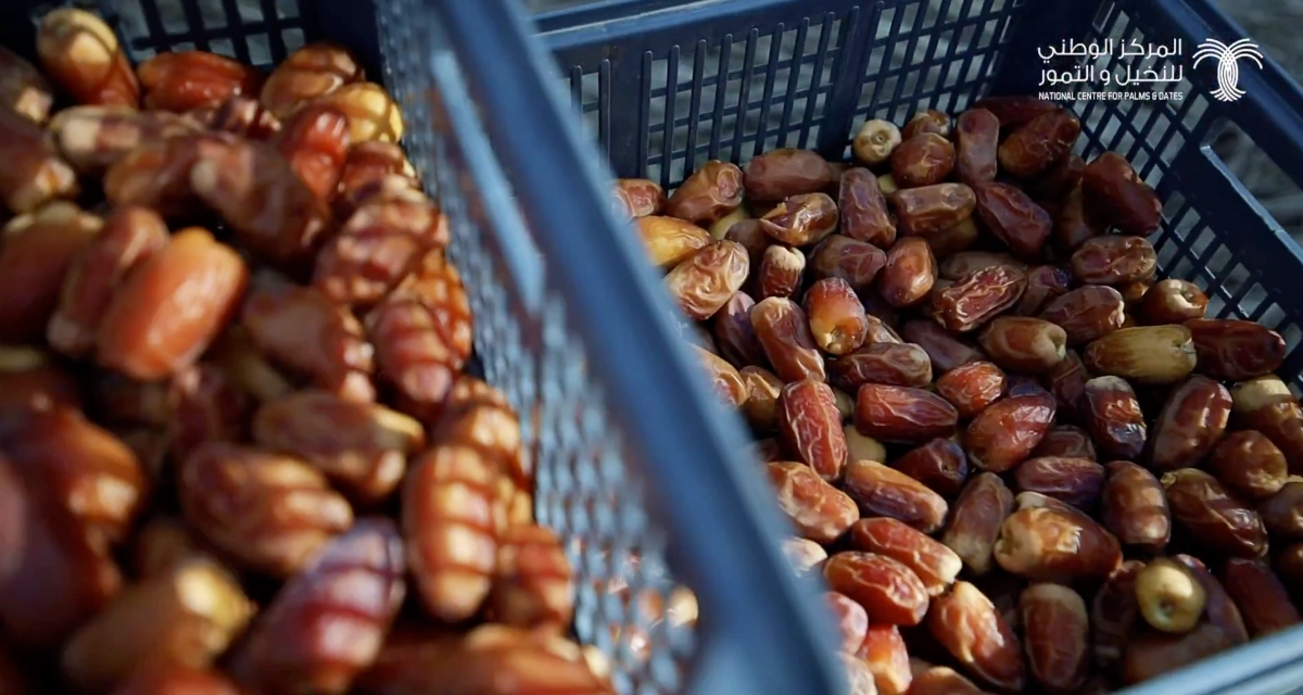 ارتفاع صادرات التمور السعودية في الأسواق العالمية