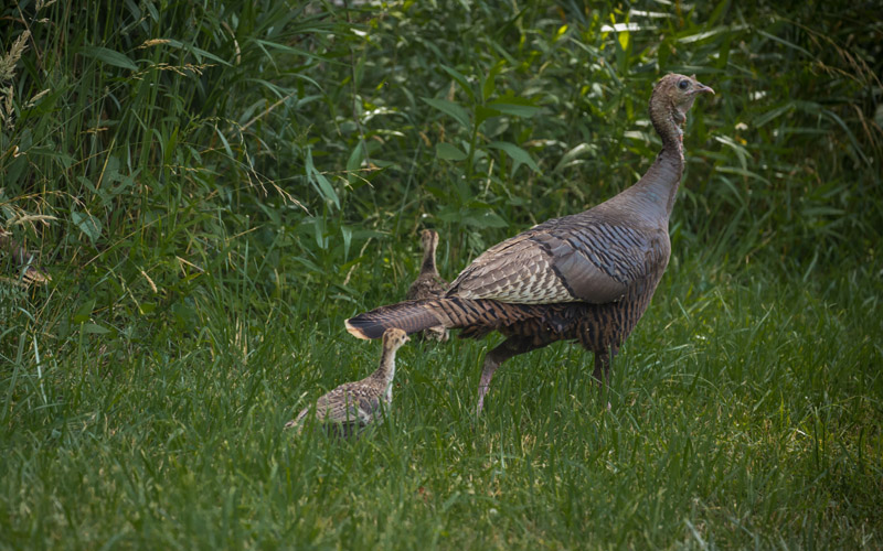 ضغوط يومية متزايدة في تركيا