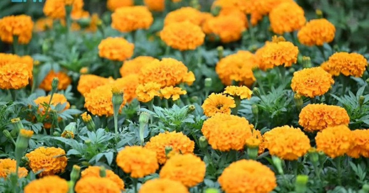 L'agriculture aromatique à Jazan : un secteur en plein essor