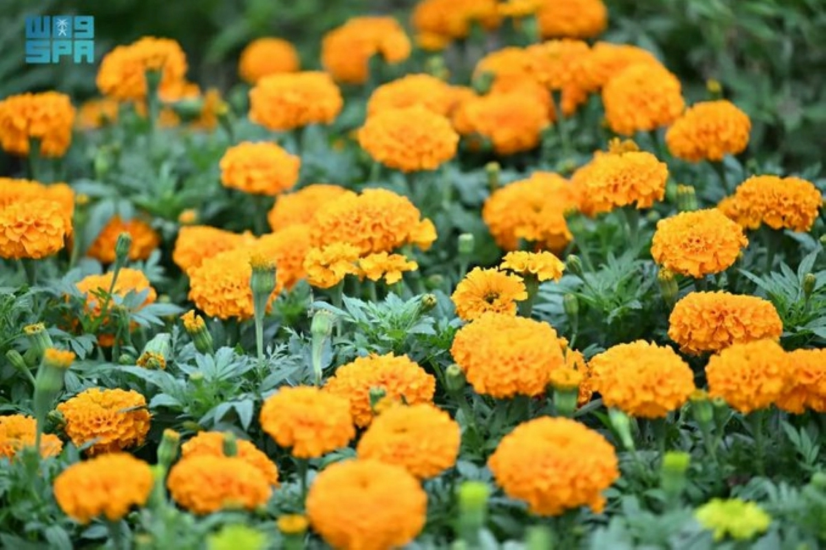 ازدهار الزراعة العطرية في جازان