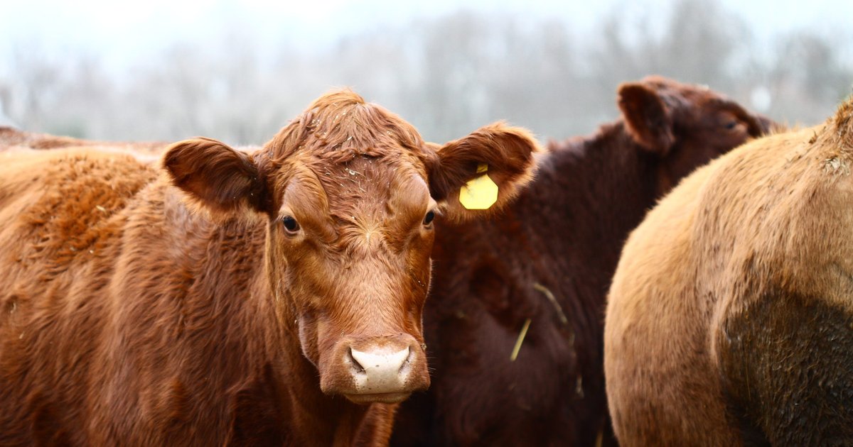 أسعار اللحوم في مطروح اليوم: 8 أبريل 2026