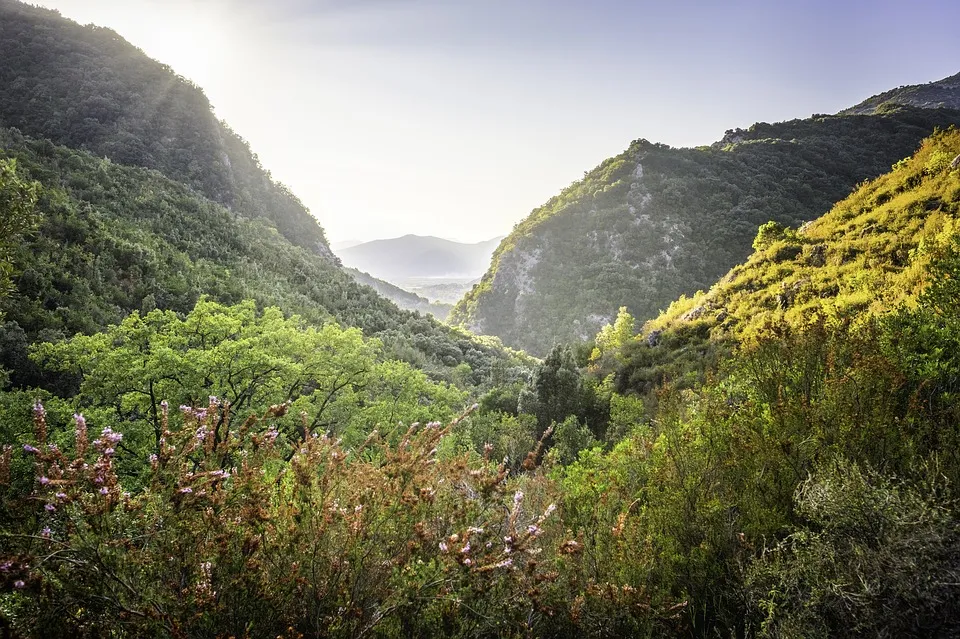 Chrysanthème blanc à Ajloun : richesse naturelle importante