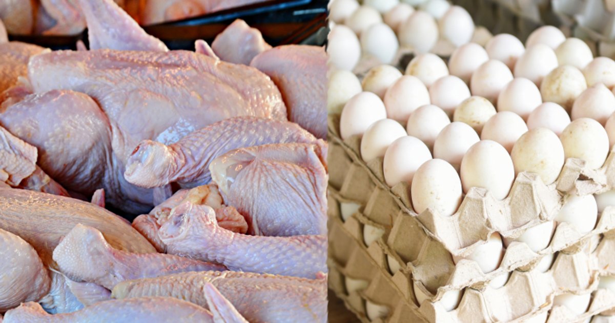 أسعار الفراخ والبيض في مطروح اليوم