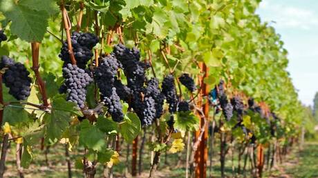 600-Year-Old Grape Seed Reveals Modern Winemaking Secrets