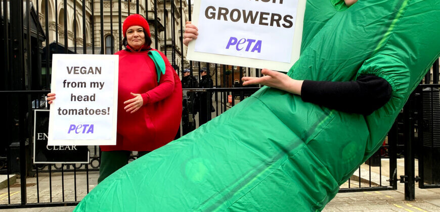 Pénurie de concombres et tomates en Grande-Bretagne