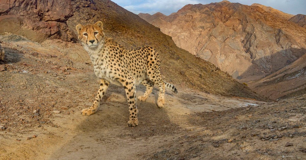 اكتشافات جديدة لنمور الفهد الآسيوية في إيران