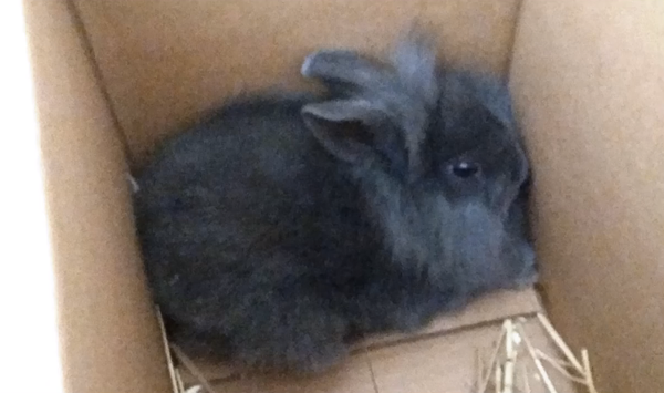 وفاة الفيل الوردي في جايبور وحقوق الحيوان في الهند