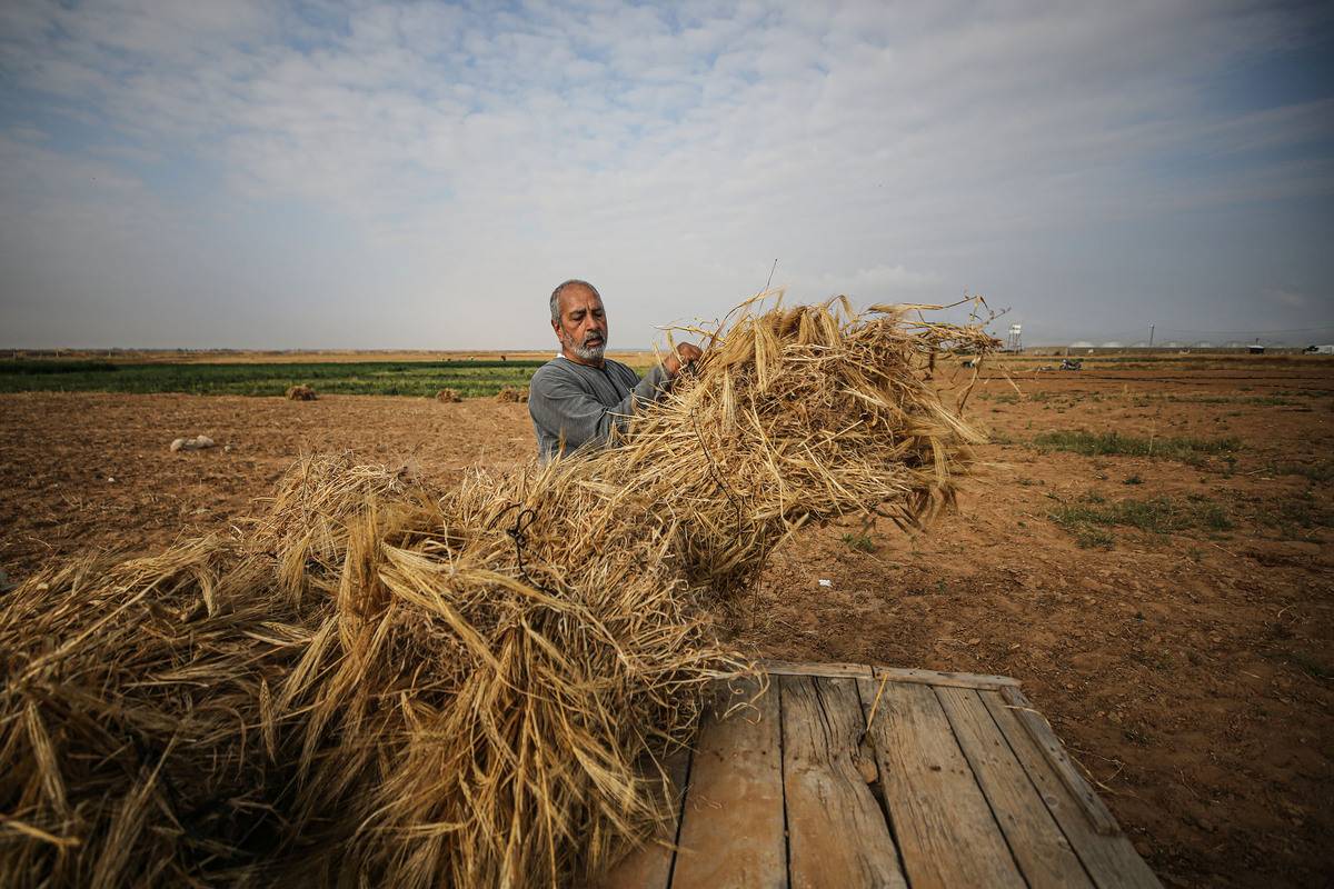 افتتاح موسم حصاد الشعير 2026 في شرق العوينات