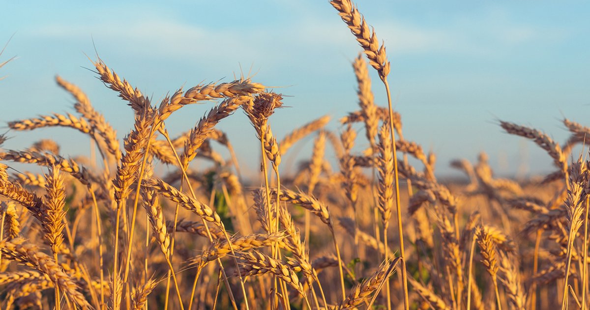 Scientific achievement in wheat cultivation with saline water