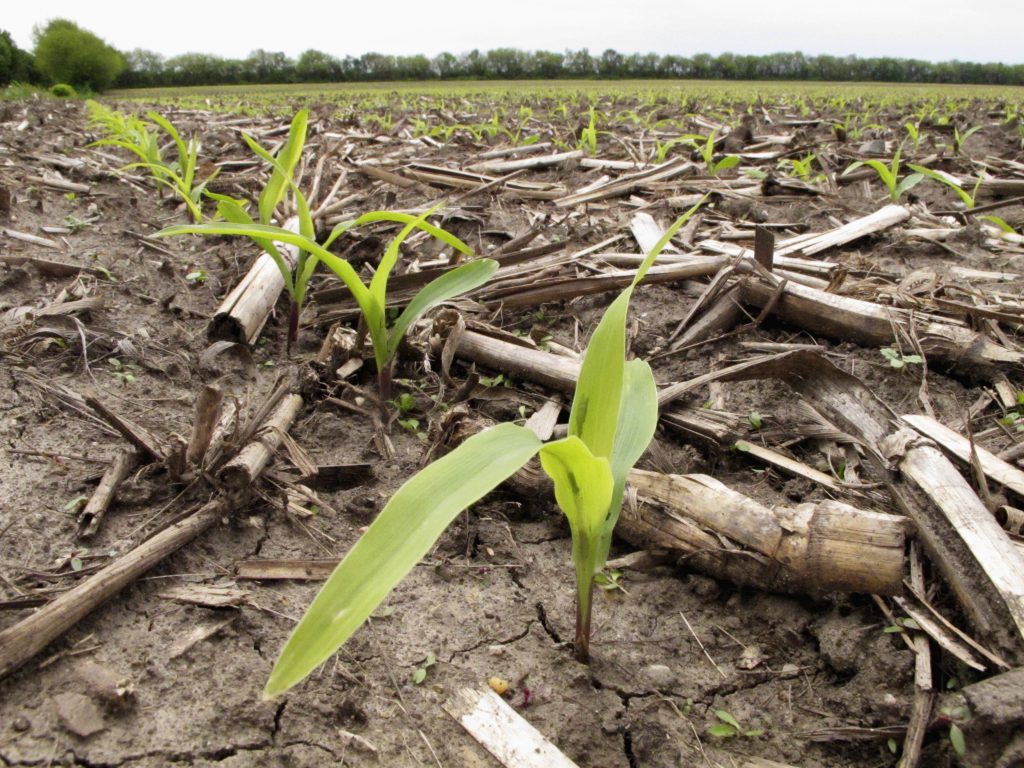 Nitrate Water Pollution from Rising Temperatures